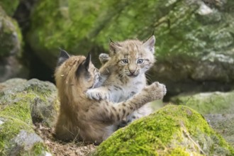 Eurasian lynx (Lynx lynx) mother with her youngsters (cubs) playing between rocks with each other