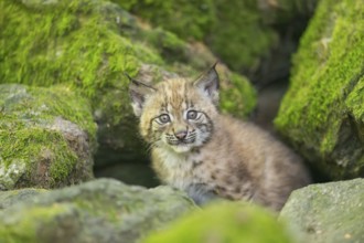 Eurasian lynx (Lynx lynx) youngster (cub) on a rock in a forest, Bavaria, Germany