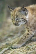 Eurasian lynx (Lynx lynx) youngster (cub) walkking in a forest, Bavaria, Germany