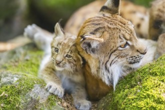 Eurasian lynx (Lynx lynx) mother with her youngsters (cubs) lying on a rock in a forest, Bavaria,