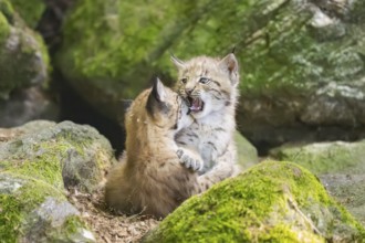 Eurasian lynx (Lynx lynx) mother with her youngsters (cubs) playing between rocks with each other