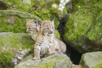 Eurasian lynx (Lynx lynx) youngsters (cubs) on a rock in a forest, Bavaria, Germany