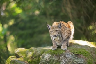 Eurasian lynx (Lynx lynx) lying on a rock in a forest, Bavaria, Germany