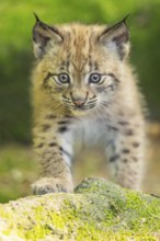 Eurasian lynx (Lynx lynx) youngster (cub) walking on rocks in a forest, Bavaria, Germany