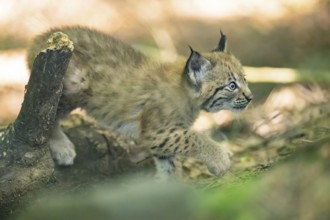 Eurasian lynx (Lynx lynx) youngster (cub) walkking in a forest, Bavaria, Germany