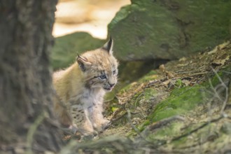 Eurasian lynx (Lynx lynx) youngster (cub) walking in a forest, Bavaria, Germany