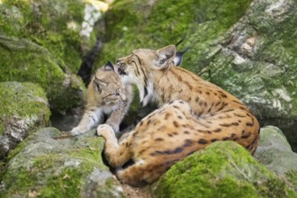 Eurasian lynx (Lynx lynx) mother with her youngsters (cubs) lying on a rock in a forest, Bavaria,