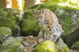 Eurasian lynx (Lynx lynx) mother with her youngsters (cubs) sitting on a rock in a forest, Bavaria,