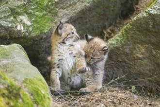 Eurasian lynx (Lynx lynx) mother with her youngsters (cubs) playing between rocks with each other