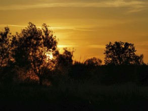 The silhouettes of trees against a bright orange evening sky on the banks of the Spree, Brandenburg
