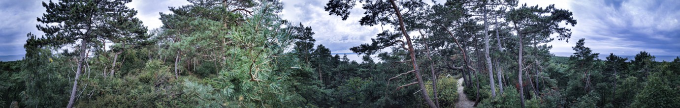 Panoramic view of a wooded landscape through which a sandy path leads on the Baltic Sea under a