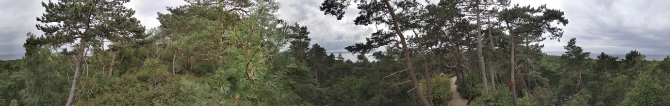 Panoramic view of a wooded landscape through which a sandy path leads on the Baltic Sea under a