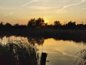 The calm Spree at sunset with reeds (phragmitis australis) and a bright sky, Brandenburg