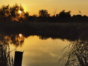 The Spree at sunset with reflecting water and reeds (phragmitis australis), Brandenburg