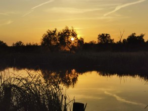 A picturesque sunset over the calm Spree with reeds (phragmitis australis), Brandenburg
