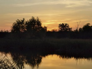 The quiet Spree at sunset with reflections of vegetation and shimmering colors in the sky,