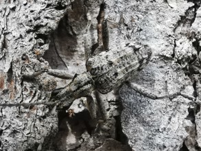 Close-up of a shotbuck (Rhagium inquisitor), well camouflaged on the bark of a tree, Thuringian