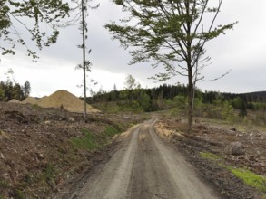 An unpaved path through a spruce forest (picea) destroyed by the bark beetle (Scolytinae) with