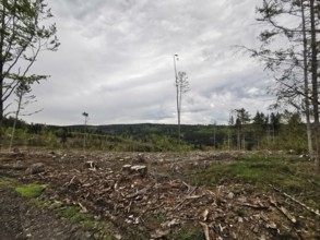 A spruce forest (picea) destroyed by the bark beetle (Scolytinae) with tree stumps under a cloudy