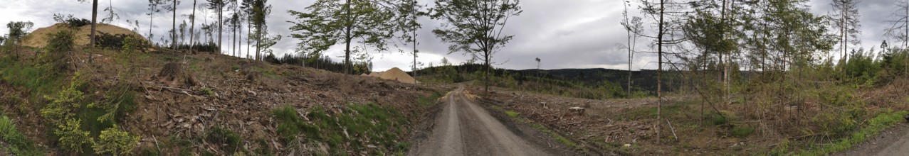 Panorama, A path through deforested spruce forest (picea) destroyed by the bark beetle (Scolytinae)