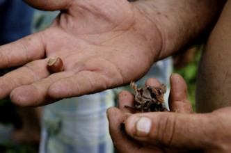 Giresun, Turkey. September 7th 2014 A local Turkish farmer holding a hazelnut and husk on his farm