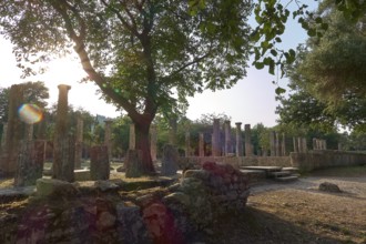 Palestra, Old columns in the shade of a large tree in sunlight, Archaeological Site, Ancient