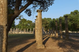 Palestra, Several ancient columns surrounded by trees and shade, Archaeological Site, Ancient
