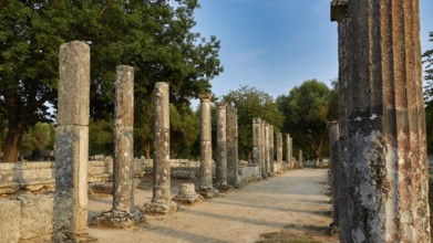 Palestra, Ancient columns flank a rocky path under a blue sky with trees in the background,