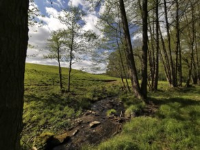A small stream crosses a quiet forest clearing under a blue sky with rays of sunshine, hiking in