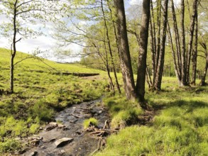 A small stream flows through a sunlit meadow, surrounded by trees in spring, hiking in the