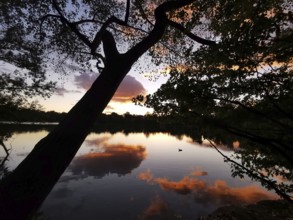Dramatic silhouette of a tree reflected in a calm lake at sunset, Weissensee, Berlin