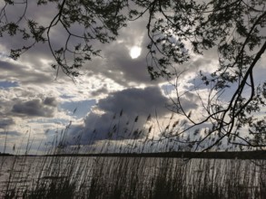 Creative silhouette of reeds (phragmites australis) and trees in front of a cloudy sky with