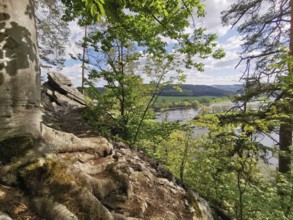 Breathtaking viewpoint over the Saale river landscape, with distinctive roots and rocks, hiking in
