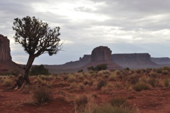 Single tree stands in the red desert with impressive mountain scenery, Monument Valley, Navajo