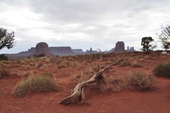 Lonely, dead wood in a red desert landscape with rocks in the background, Monument Valley, Navajo