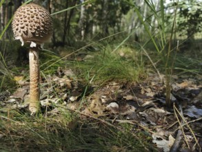 A single giant umbrella mushroom (Macrolepiota procera) on the forest floor, surrounded by grass