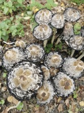 Close-up view from above of a group of crested smelt (coprinus comatus) with textured surface and