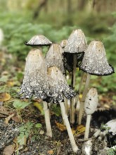 Close-up of several crested smelt (coprinus comatus) in the forest, showing texture-rich caps,
