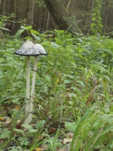 Two crested tintinnabuli (Coprinus comatus) in a green forest with lush vegetation in the