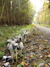 A group of crested minnows (coprinus comatus) along a forest path with foliage on the ground,
