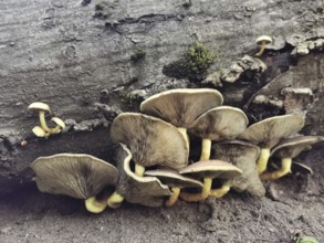 A group of late oyster mushrooms (panellus serotinus) growing on a fallen tree trunk in the forest,