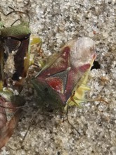 Colourful shield bugs (elasmostethus interstinctus) in close-up on a stony ground with detailed