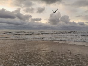 A lone seagull (larinae) flies over the stormy ocean under dramatic clouds at sunset, Vistula Spit,