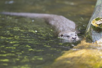 Eurasian otter (Lutra lutra) swimming in the water of a little lake, Bavaria, Germany