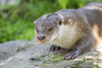 Eurasian otter (Lutra lutra) lying on a rock, Bavaria, Germany