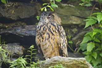 Eurasian eagle-owl (Bubo bubo) sitting on a rock in a stone wall, Bavaria, Germany