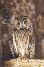 Long-eared owl (Asio otus) or lesser horned owl, sitting, captive, Germany