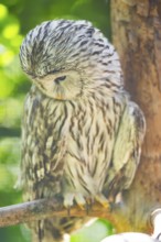 Ural Owl (Strix uralensis) sitting on a branch, Bavaria, Germany