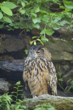 Eurasian eagle-owl (Bubo bubo) sitting on a rock in a stone wall, Bavaria, Germany