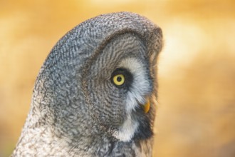Great grey owl (Strix nebulosa), portrait, Bavaria, Germany